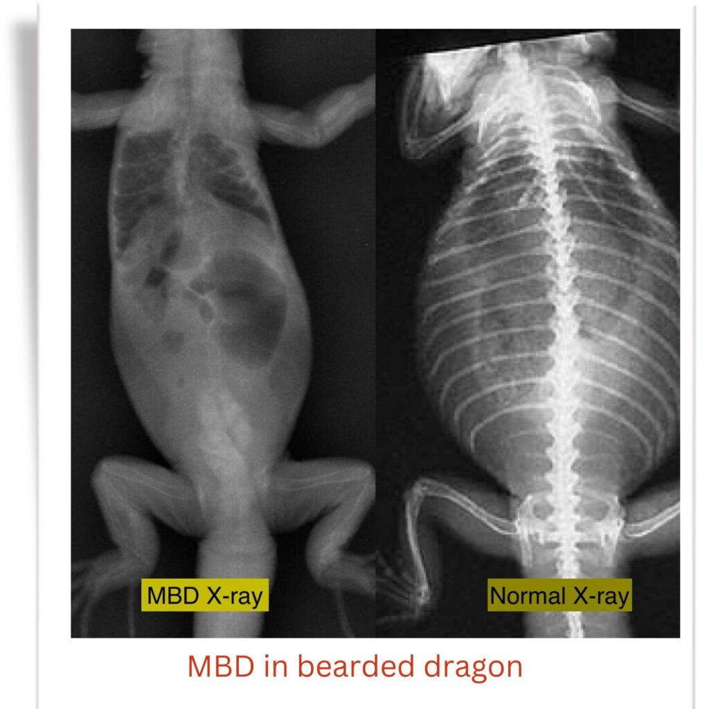 MBD in bearded dragon