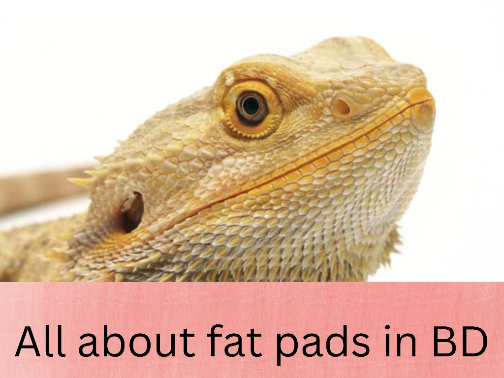 bearded dragon fat pads
