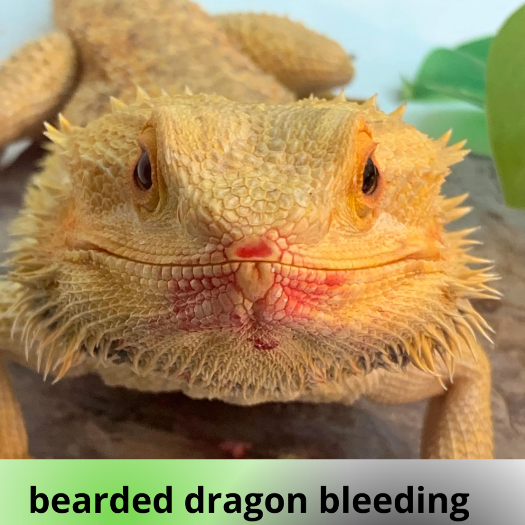 bearded dragon bleeding