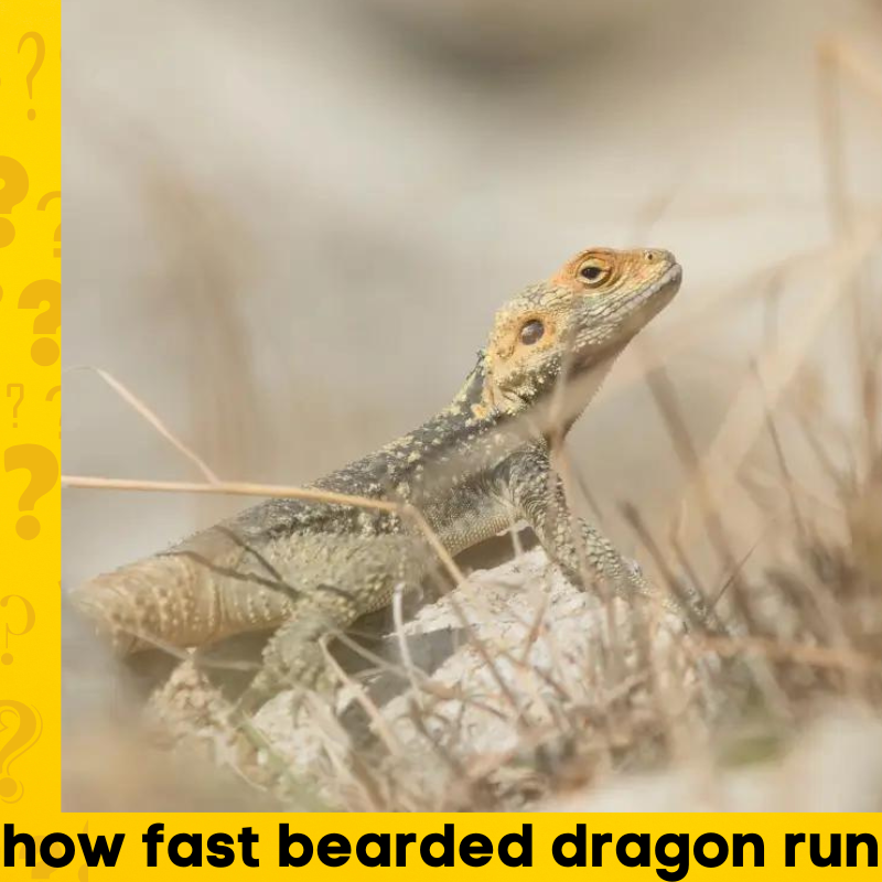 bearded dragon run