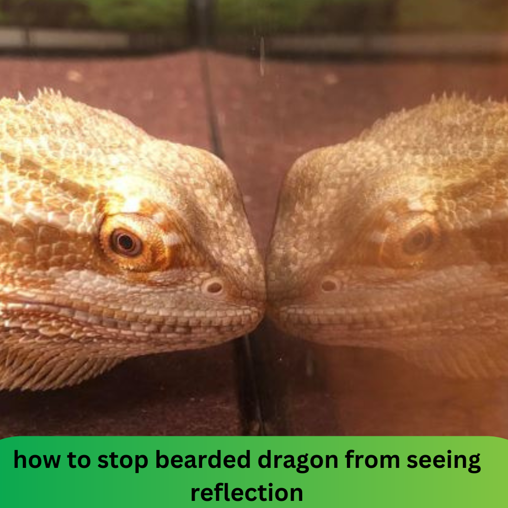 bearded dragon seeing his reflection