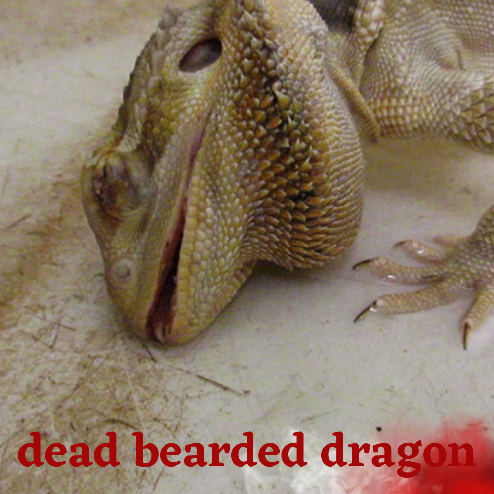 bearded dragon dead how to dispose of