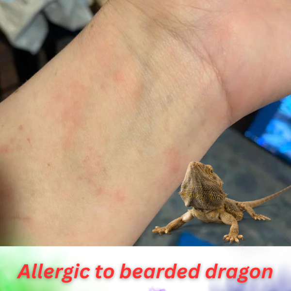 allergic to bearded dragon
