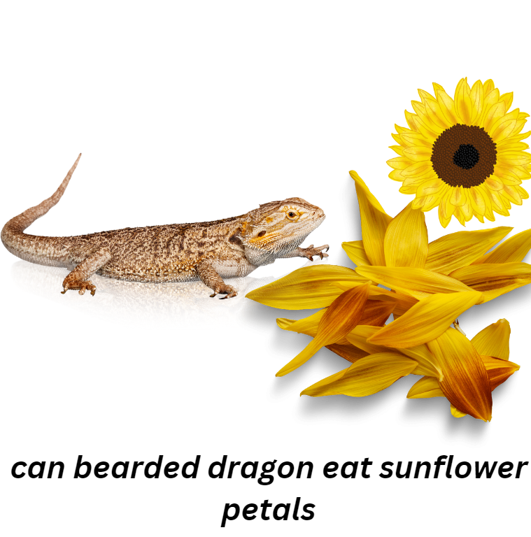 bearded dragon eat sunflower petals