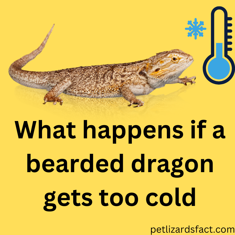 what happens if bearded dragon too cold