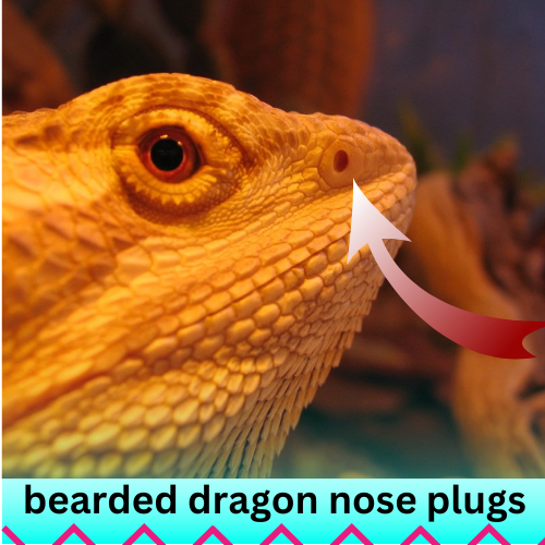 bearded dragon nose plugs