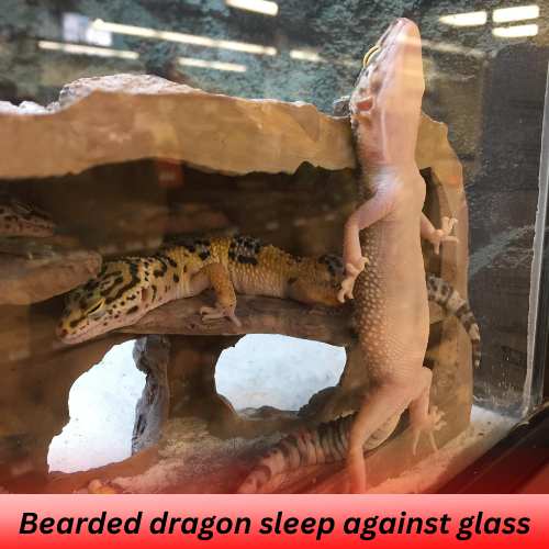 bearded dragon sleep against the glass
