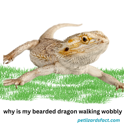 why is my bearded dragon walking wobbly