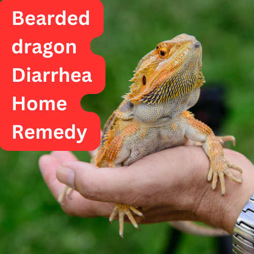 bearded dragon diarrhea home remedy