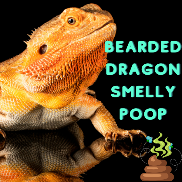 why does bearded dragon poop smell so bad?