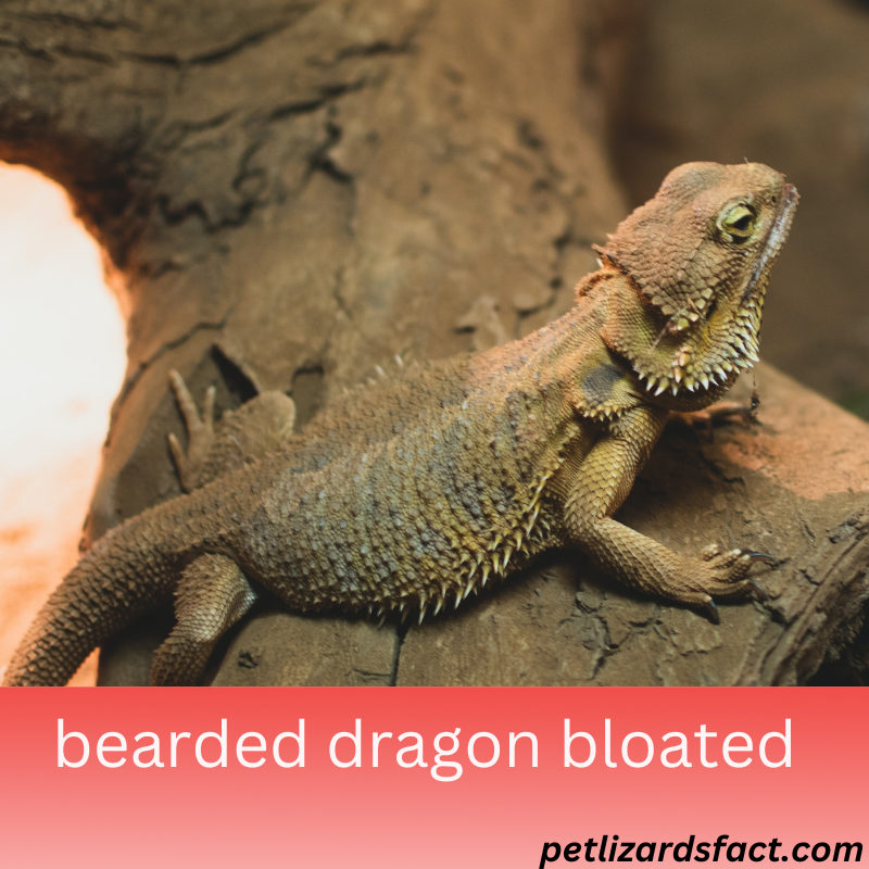 bearded dragon bloated