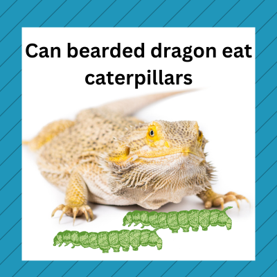 can bearded dragon eat caterpillars
