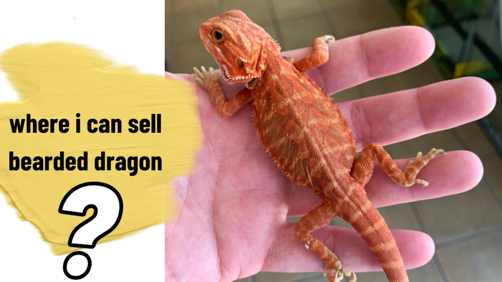 where i can sell my bearded dragon
