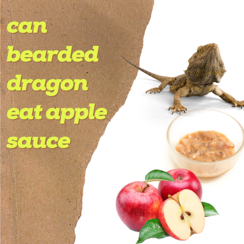 can bearded dragon eat applesauce