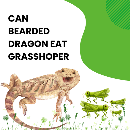 can bearded dragon eat grasshoper